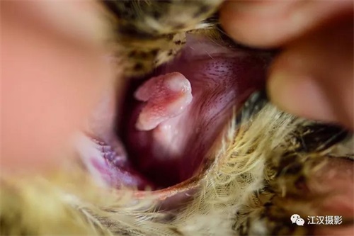 7790�ط����Ź������,����Ұ������׷��,��������׷����,����׷����