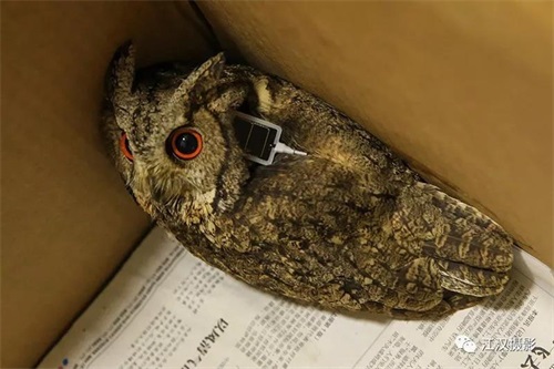 7790�ط����Ź������,����Ұ������׷��,��������׷����,����׷����