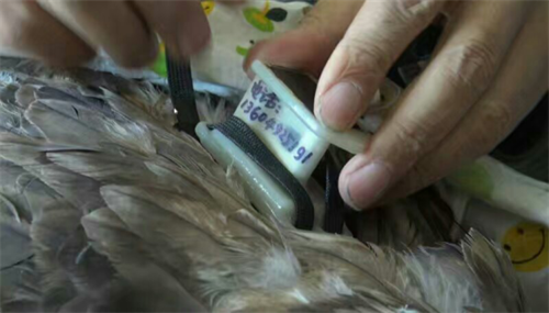 7790�ط����Ź������,����Ұ������׷��,��������׷����,����׷����