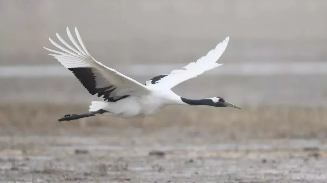 7790�ط����Ź������,����Ұ������׷��,��������׷����,����׷����