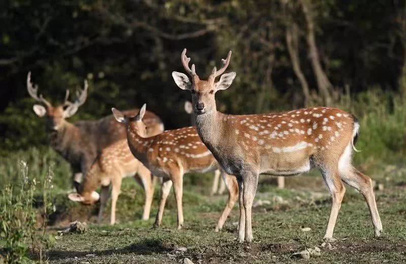 ���������Ͳ�,�Ͳ���,�Ͳ��,����ʱ���,�����,�Ͳ����Ǯ,�Ͳ�������,�Ͳ������