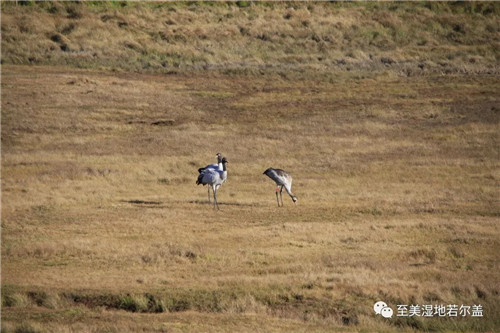 7790�ط����Ź������,����Ұ������׷��,��������׷����,����׷����