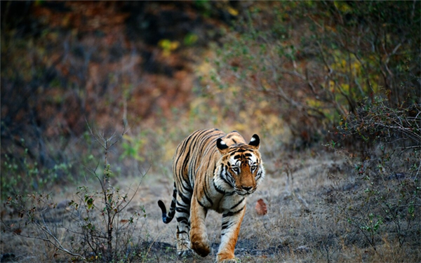 7790�ط����Ź������,����Ұ������׷��,��������׷����,����׷����