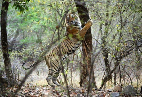 7790�ط����Ź������,����Ұ������׷��,��������׷����,����׷����