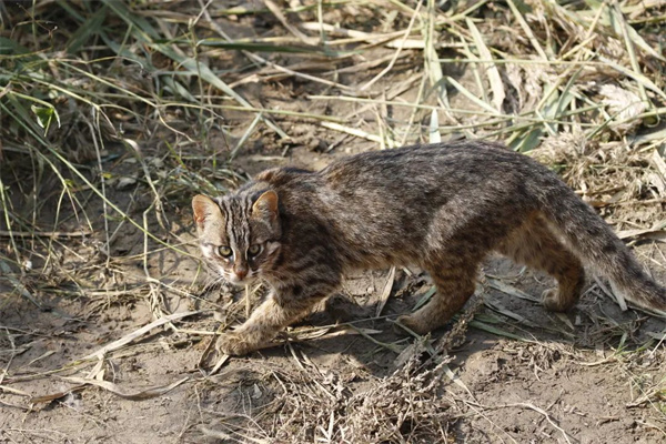 7790�ط����Ź������,����Ұ������׷��,��������׷����,����׷����