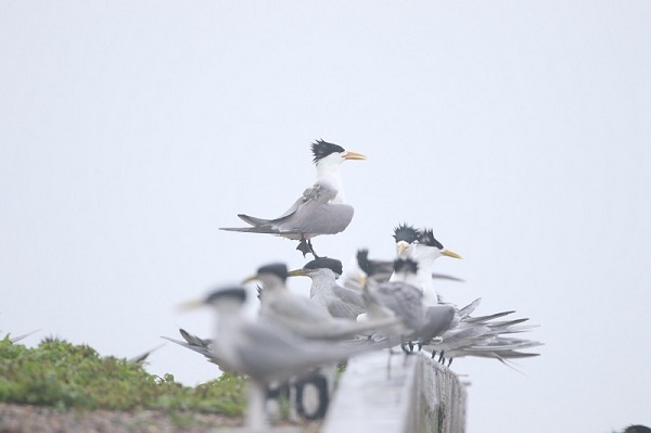 7790�ط����Ź������,����Ұ������׷��,��������׷����,����׷����