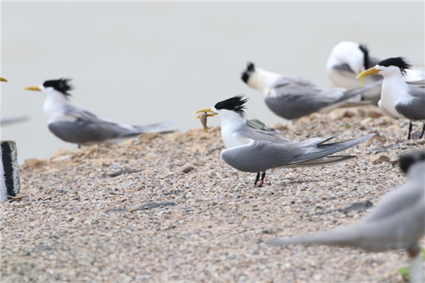 7790�ط����Ź������,����Ұ������׷��,��������׷����,����׷����