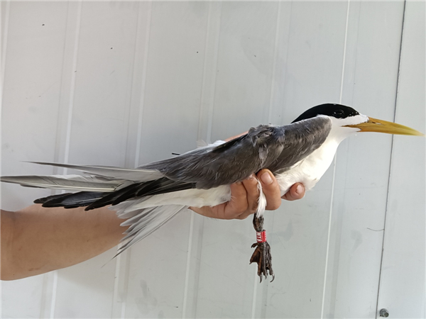 7790�ط����Ź������,����Ұ������׷��,��������׷����,����׷����