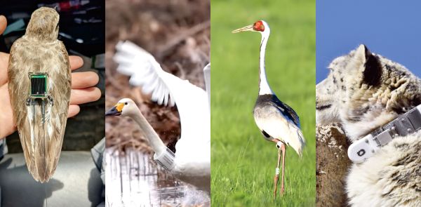 7790�ط����Ź������,����Ұ������׷��,��������׷����,����׷����