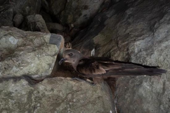 7790�ط����Ź������,����Ұ������׷��,��������׷����,����׷����