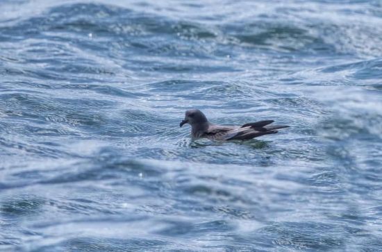 7790�ط����Ź������,����Ұ������׷��,��������׷����,����׷����